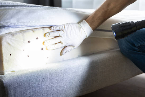 Best Pest Control Near Me  in Orange Grove, TX